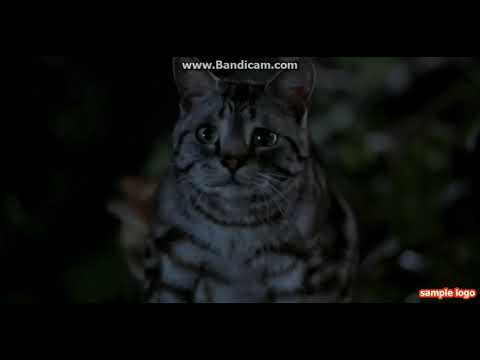 Стёрт и Снежок спасаются от котов (Стюарт Литтл 1999г)
