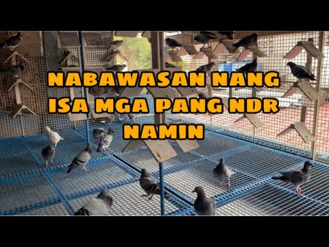 NABAWASAN PA NANG ISA |Reggie Cruz Loft & Aviary #reggiecruzloftandaviary #birds #pigeon
