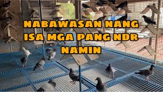 NABAWASAN PA NANG ISA |Reggie Cruz Loft & Aviary #reggiecruzloftandaviary #birds #pigeon