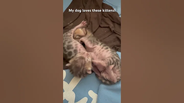 Watch the video about Dogs and kittens! #cats #puppies #jesuslovesyou #meme #trend #animals #babies #newborn #bengals #3k