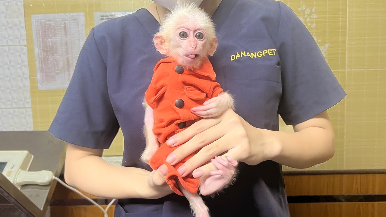 Monkey Poor has health problems and is hospitalized!