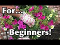 How To Keep Your Petunias Full And Flowering Pruning Petunias For Beginners How To Keep Your Petunias Full And Flowering Pruning Petunias For Beginners