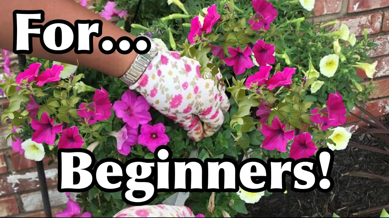 How To Keep Your Petunias Full And Flowering Pruning Petunias For