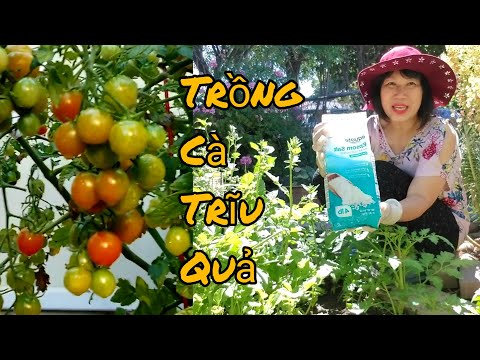 Video: Mẹo Trồng Cà chua Roma - Bí quyết Làm vườn