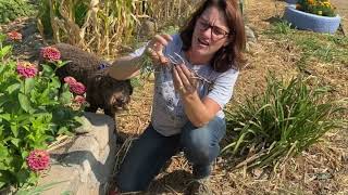 Root Investigation through weeds