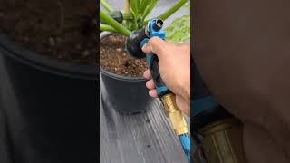 Best Watering Tips for Squash & Zucchini Plants in Containers #greentgarden #gardening #viral