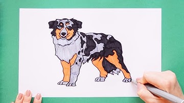 How to draw Australian Shepherd dog