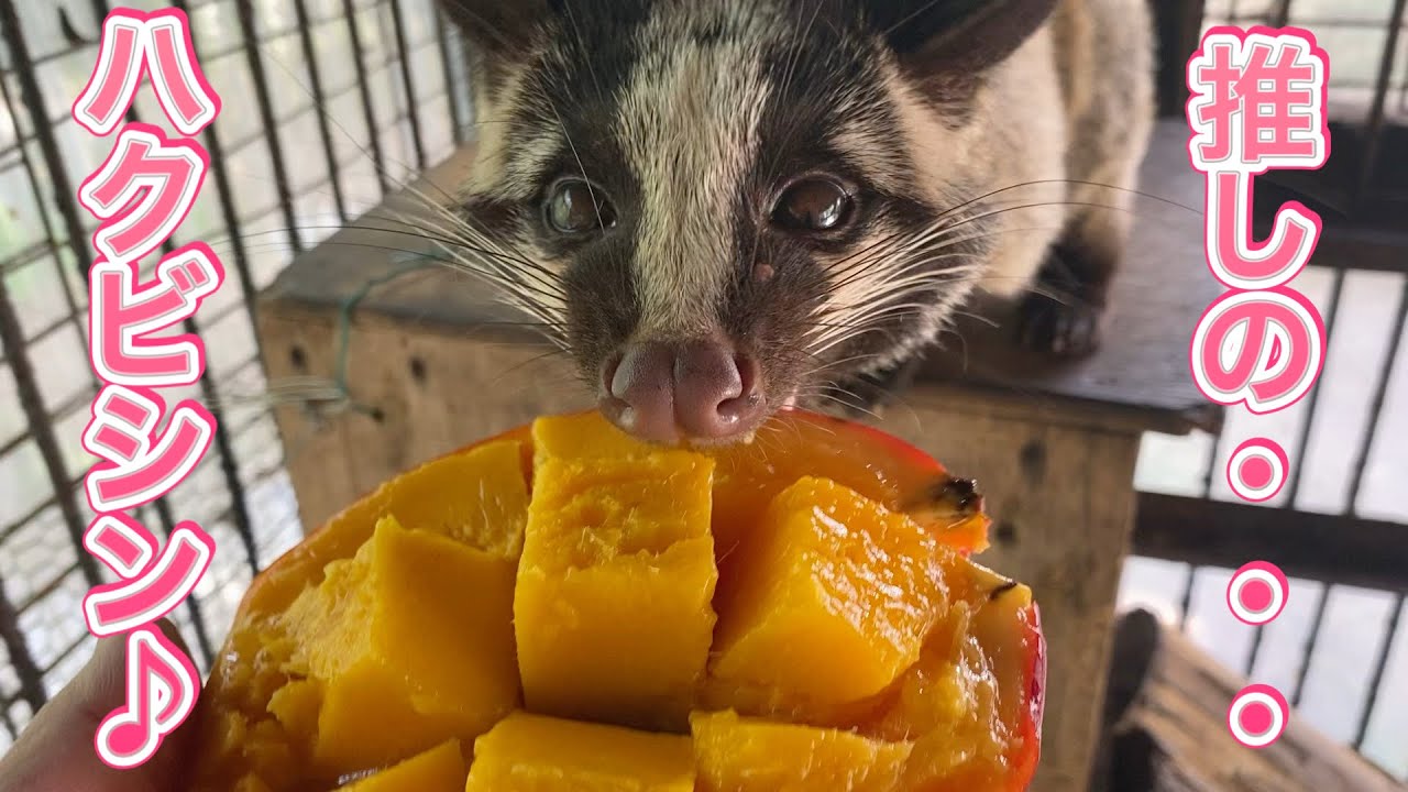 ファンからの沢山のプレゼントをお食事シーンでお礼をするハクビシンのハクちゃん♫