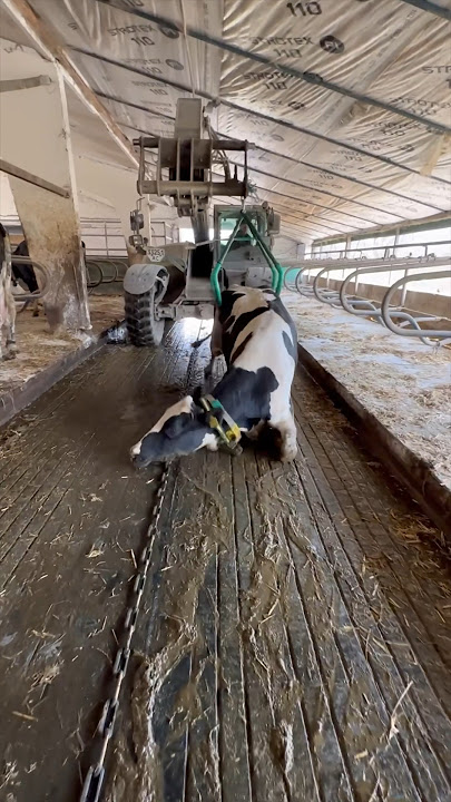 Intelligent Cow Transport  #cow #farming #automobile