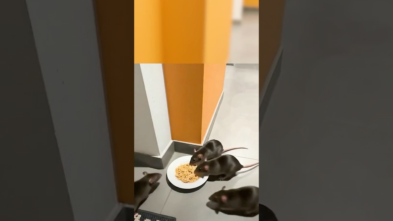 Get Rid of Rats and Mice with Simple Instant Noodles. Cheap and Effective