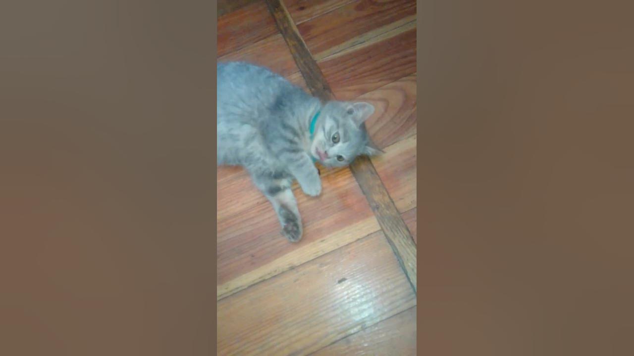 Смішні коти,котик грається - YouTube