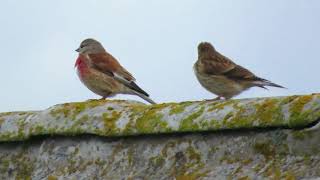 Common Linnet (Linaria cannabina) 赤胸朱顶雀 in Rathlin Island