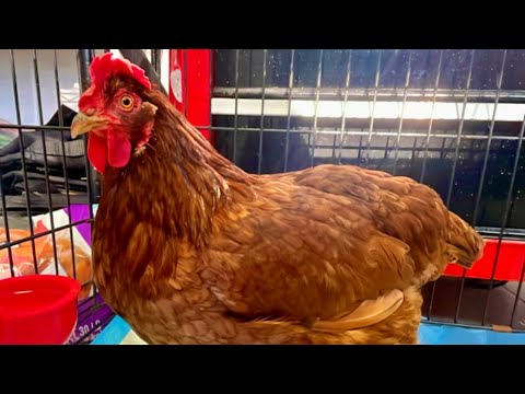 My Chicken has Water Belly - What I Did to Help Her Feel Better