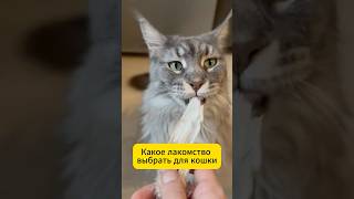 Какое лакомство выбрать для кошки #кошка #cat #кот #котики #юмор #факты #бурма #мейнкун #catshorts