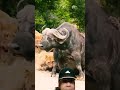 Jaw dropping scene 😧 　Lions attack Buffalo. 顎が落ちるなシーン😰 ライオンがバッファローに 攻撃した! #lion #youtubeshorts