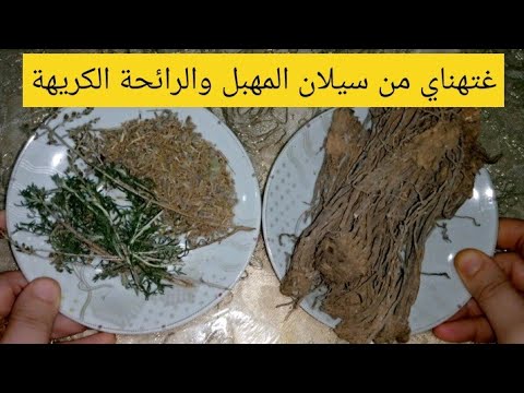 ودن الحلوف اروع صفة لعلاج سيلان المهبل والرائحة الكريهة والحكة