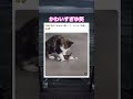 尊い…てぇてぇ… #動物 #癒し #癒し動画 #可愛い #猫 #猫のいる暮らし