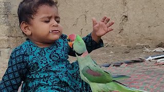 Hmara Piyara Parrot Pets Vlog 19 August 2024 Anwar Shah Ustrana Official