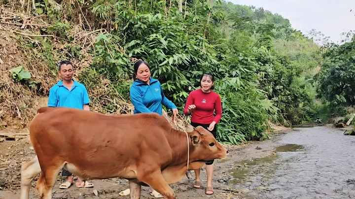 Yen Chi's adoptive father brought another cow for her to raise