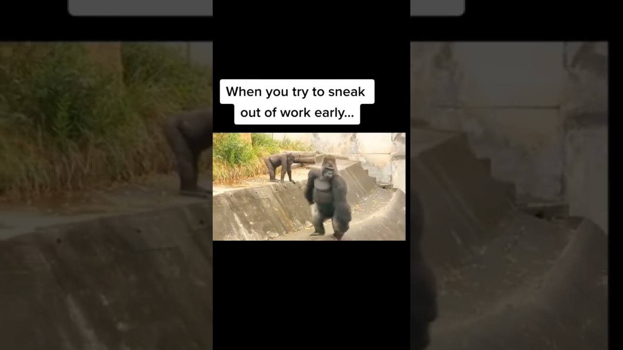 SNEAKY GORILLA 🦍🦍 