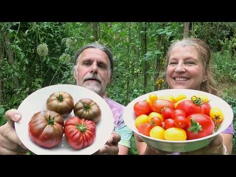 🍅 SOUTĚŽ RAJČAT - Jaké nám chutnalo nejvíce? Jaké máme odrůdy? Mína versus Vítek :-)