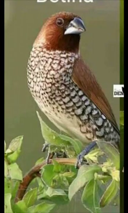 suara pikat burung piit batik/emprit/peking/pipit