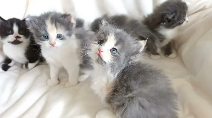 Video 2197771: maine coon cross kittens