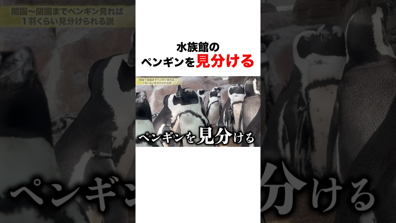 ペンギン ドミニオンペンギン❤︎世界唯一見られるDOMINION PENGUIN Experiment] Can you identify a specific penguin if you spend all