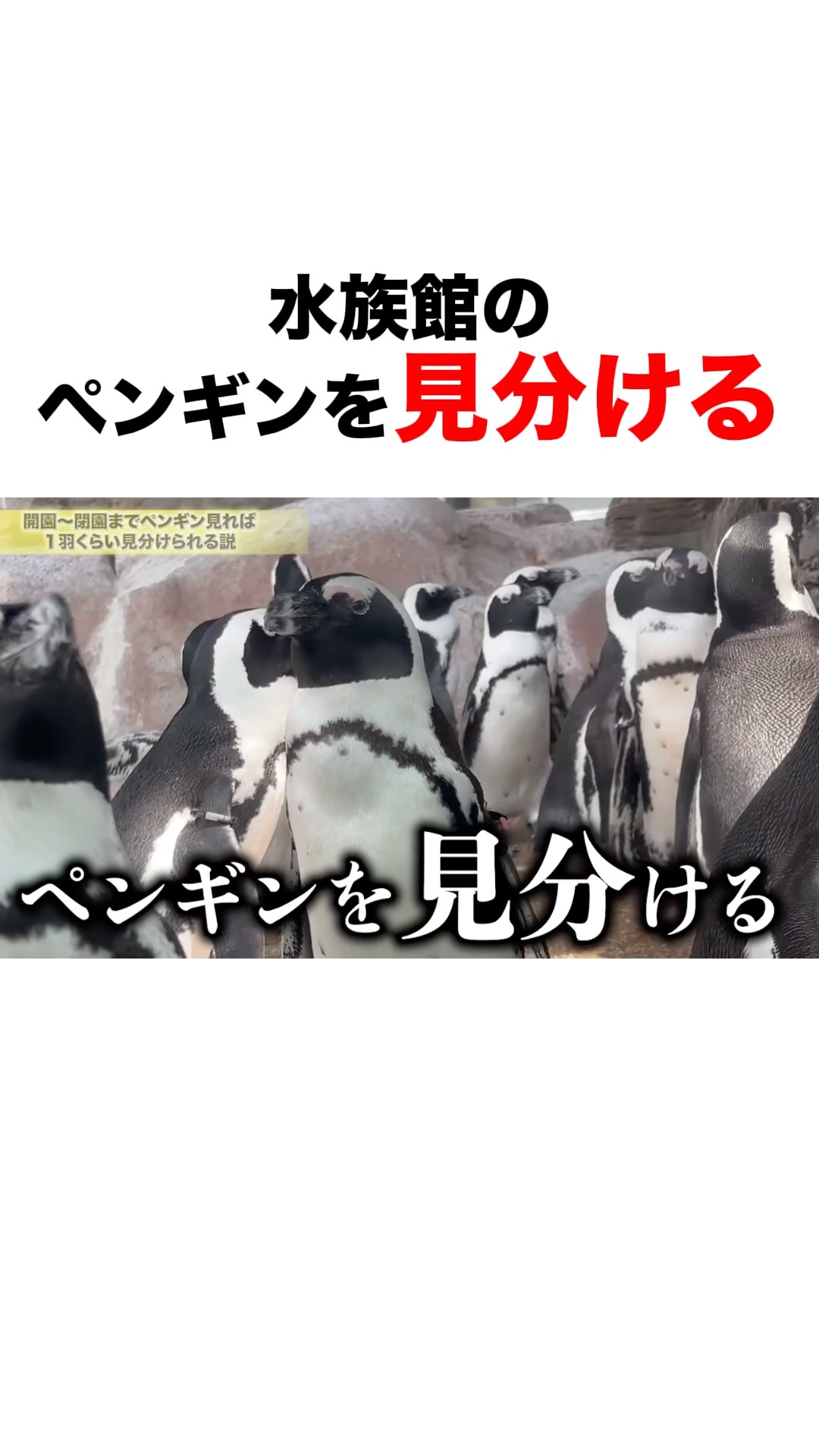 Experiment] Can you identify a specific penguin if you spend all