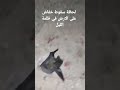 لحظة سقوط خفاش على الارض سبحان الله لحظة سقوط خفاش على الارض سبحان الله