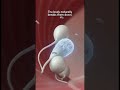 How the Body Handles Unused Sperm (3D Medical Animation)