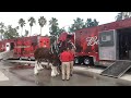 The scoop news report of the 8 budweiser clydesdale getting ready for the parade