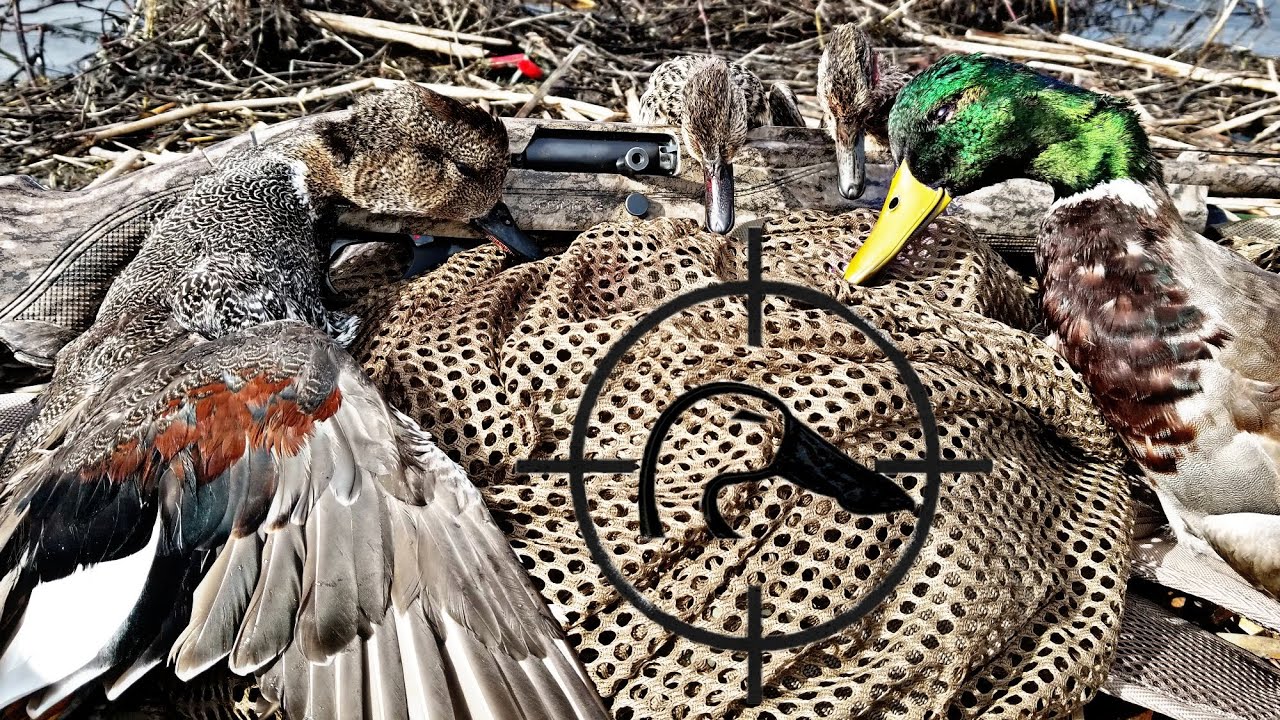 LateSeason STUDS! CA Public Land Duck Hunting 12019 YouTube