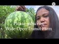 How to harvesting watermelon gardening  wide open transit farm