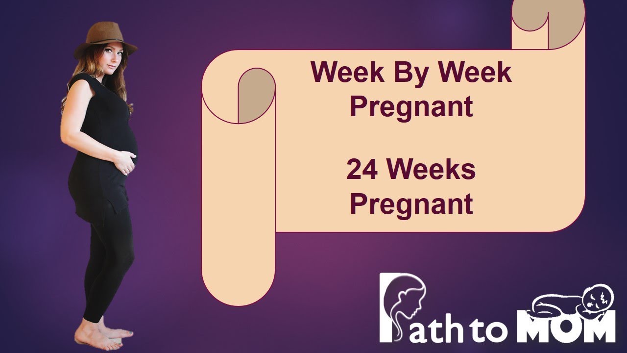 Pregnancy Week By Week 24 Weeks Pregnant Pregnancy Stages & Fetal