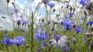 Felder Und Blumen Rund Um Den Mont Kemmel