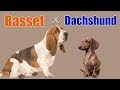 Basset hound e dachshund の動画、YouTube動画。