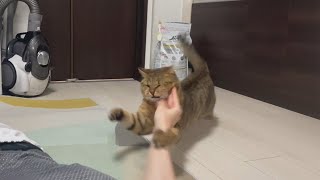 人間と猫のガチ喧嘩が平和すぎてもはや癒し動画な件