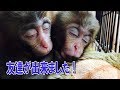 メッチャ可愛い赤ちゃん猿きぬ第⑤話お友達が出来ました！Very cute baby monkey Episode５My first friend!