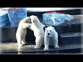 Утро 1 сентября у белых медведей. Новосибирский зоопарк