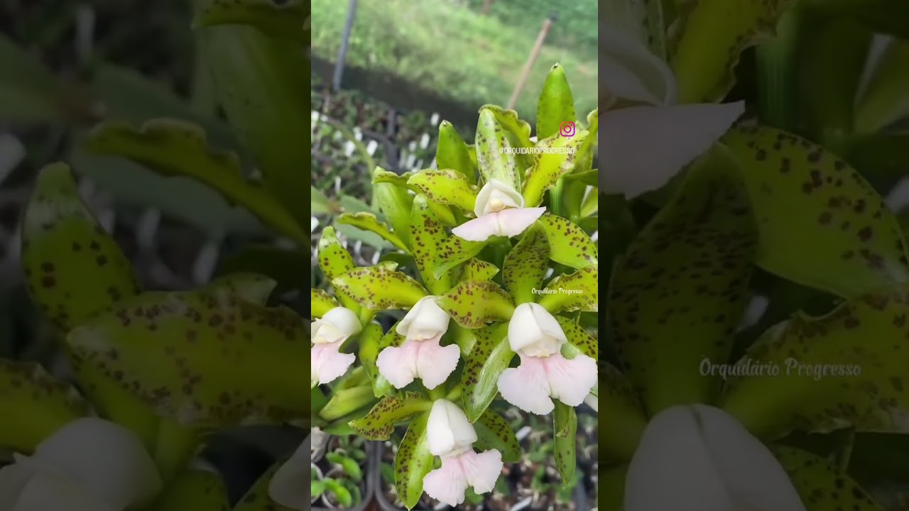Orquídea Cattleya tigrina/ leopoldii albescens carnea