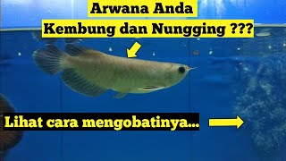 Download 85 Background Aquarium Arwana Jardini HD Terbaik