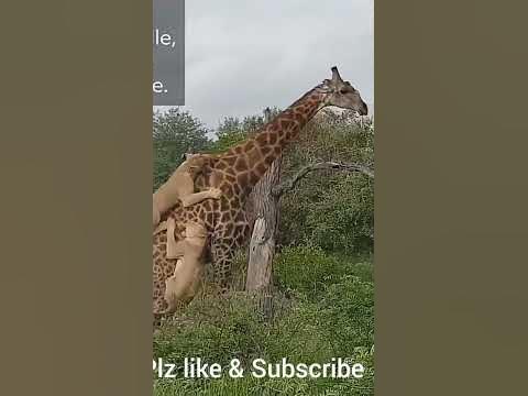 lion attack | lion attack giraffe | lion kills giraffe | lion kills