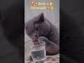 Котик нализался!