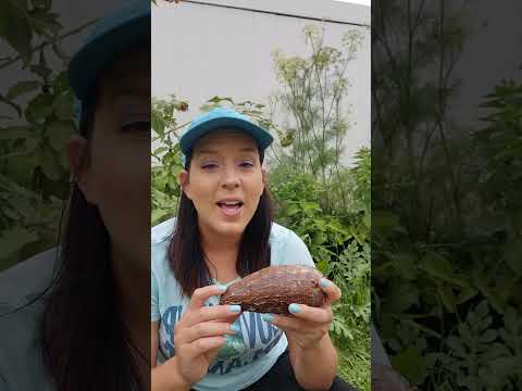 Video: Kořeny manioku: Tipy pro pěstování rostlin manioku Yuca