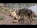 ゴロンゴロンするタイリクオオカミ - 多摩動物公園 ~ Gray wolf relaxing at Tama Zoological Park