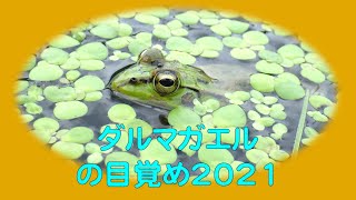 ダルマガエルの目覚め2021 - YouTube