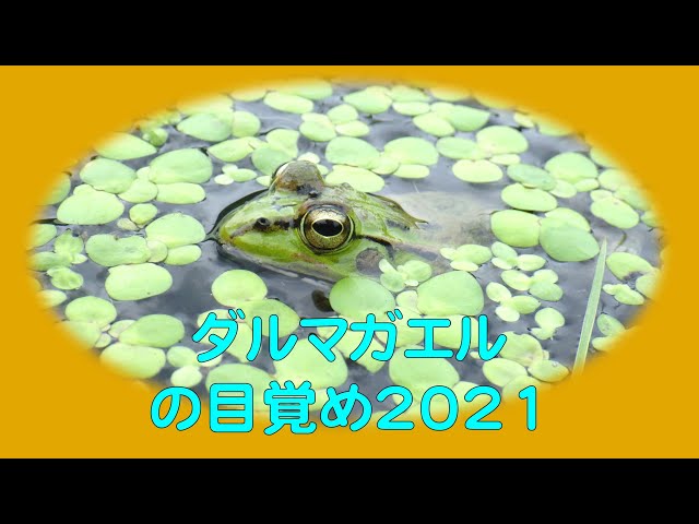 ダルマガエルの目覚め2021 - YouTube