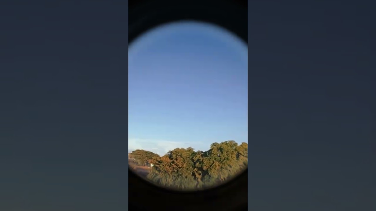 Green indian Ringneck Free Flight