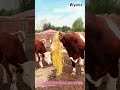 Farm Hack: Cow Wears Hay Net on Head 🐄🌾